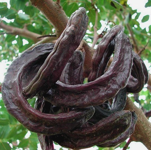 Ceratonia siliqua
