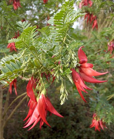 Clianthus puniceus