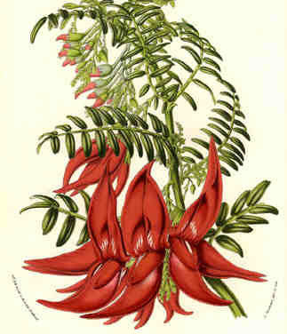 Clianthus puniceus