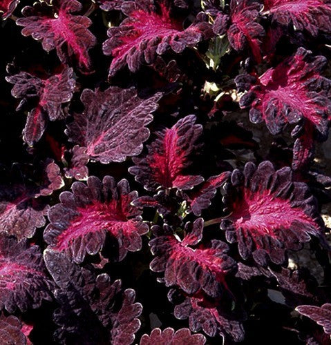 Coleus x hybridus 'Black Dragon'
