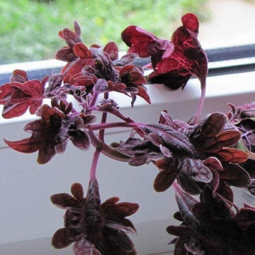 Coleus x hybridus 'Black Dragon'
