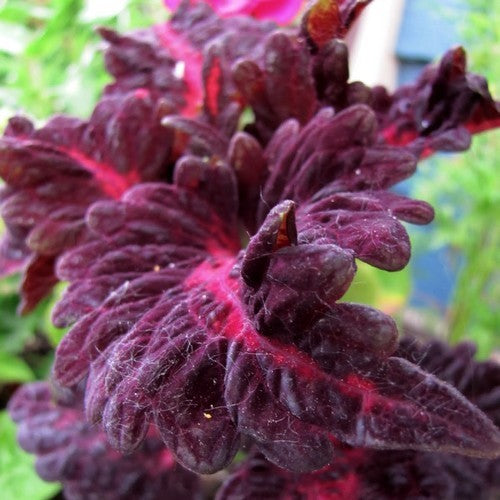Coleus x hybridus 'Black Dragon'