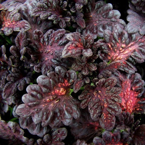 Coleus x hybridus 'Black Dragon'