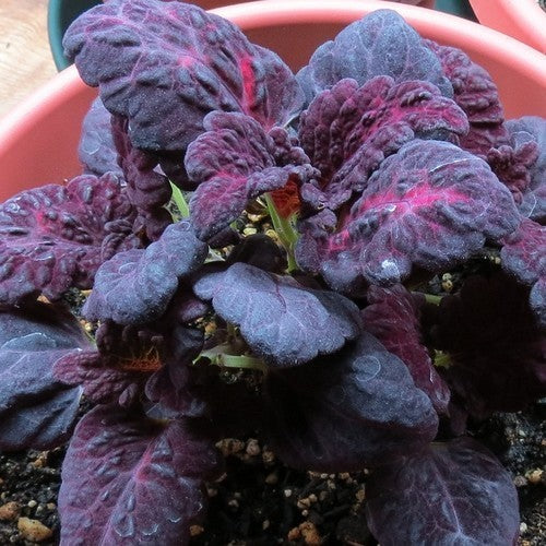 Coleus x hybridus 'Black Dragon'