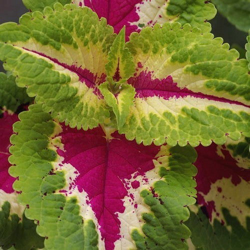 Coleus x hybridus 'Folia Marble'