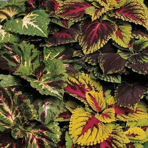 Coleus x hybridus 'Kong Empire Mixed'