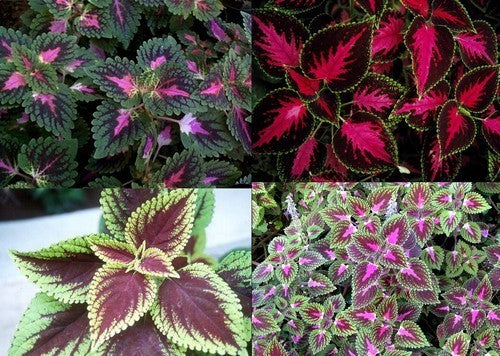 Coleus x hybridus 'Improved Rainbow Mixed'