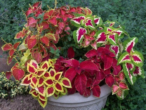 Coleus x hybridus 'Improved Rainbow Mixed'