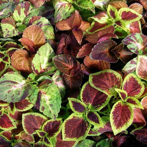 Coleus x hybridus 'Wizard Collectie'