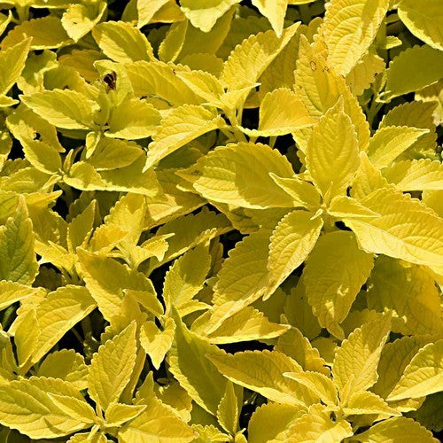 Coleus x hybridus 'Wizard Golden'