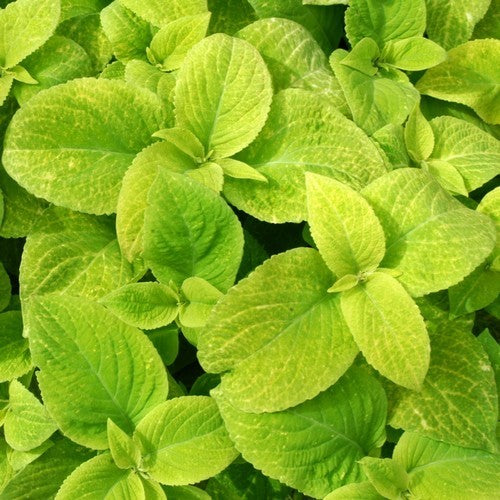 Coleus x hybridus 'Wizard Golden'