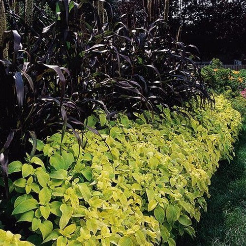 Coleus x hybridus 'Wizard Golden'