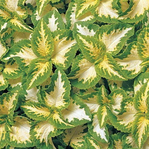 Coleus x hybridus 'Wizard Jade'