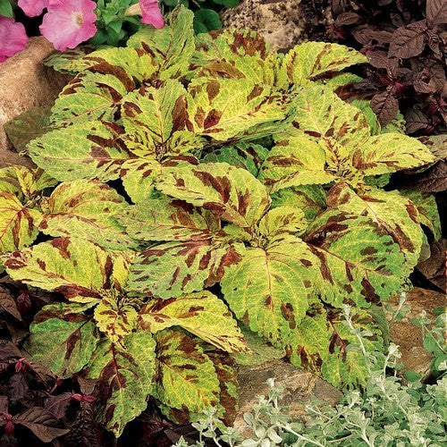 Coleus x hybridus 'Wizard Mosaic'