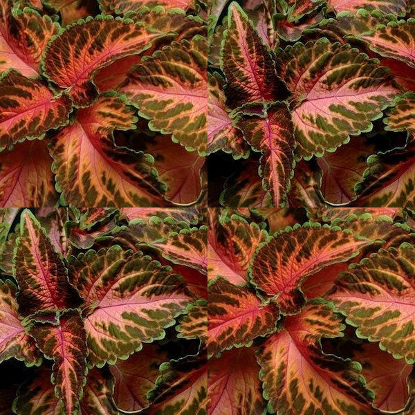 Coleus x hybridus 'Wizard Pink Coral Sunrise'