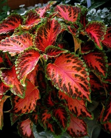 Coleus x hybridus 'Wizard Pink Coral Sunrise'