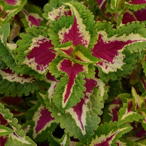 Coleus x hybridus 'Wizard Rose'