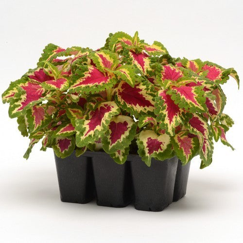 Coleus x hybridus 'Wizard Rose'