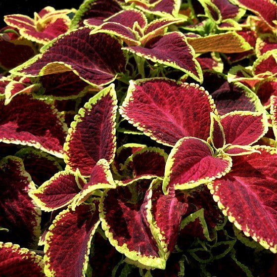 Coleus x hybridus 'Wizard Scarlet'