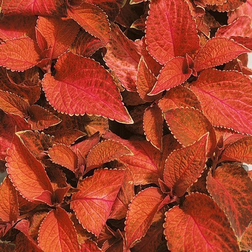 Coleus x hybridus 'Wizard Sunset'
