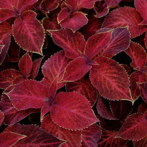 Coleus x hybridus 'Wizard Velvet Red'