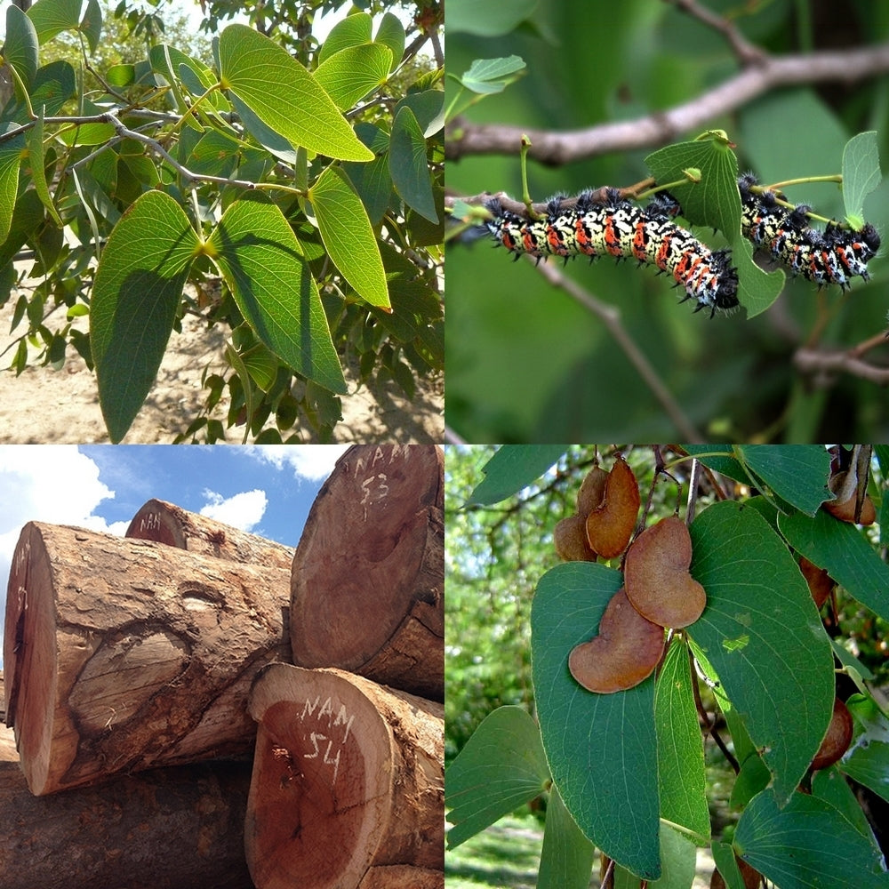 Colophospermum mopane