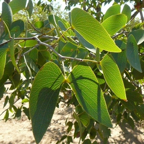 Colophospermum mopane