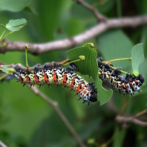 Colophospermum mopane