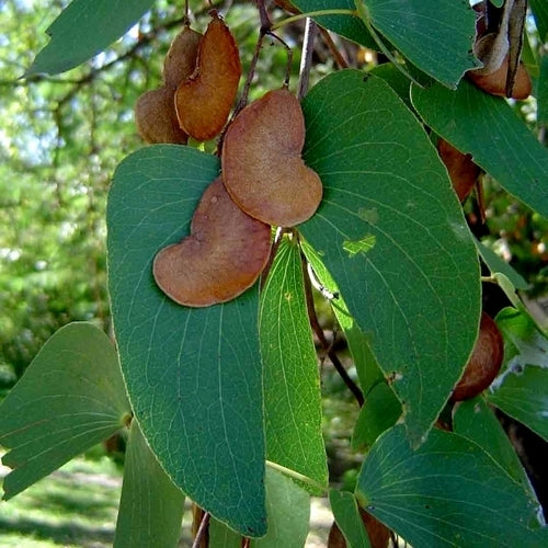 Colophospermum mopane