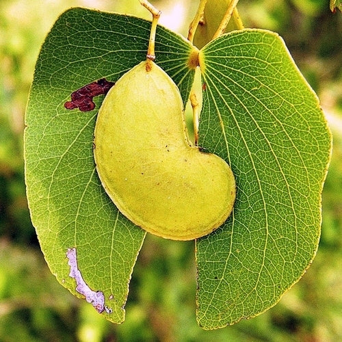 Colophospermum mopane