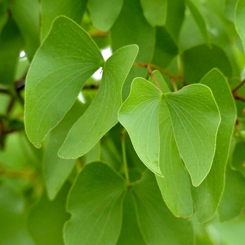 Colophospermum mopane