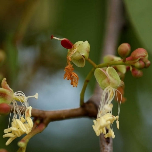 Colophospermum mopane