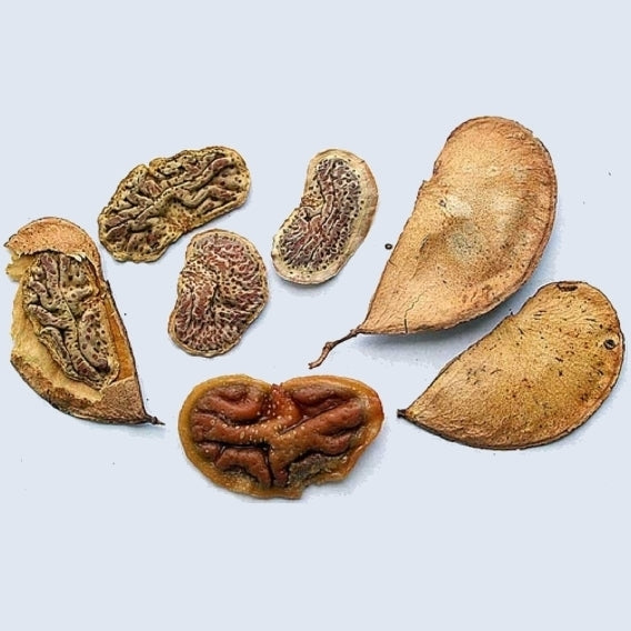 Colophospermum mopane