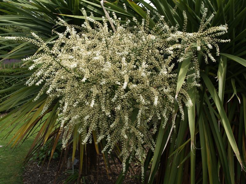 Cordyline australis