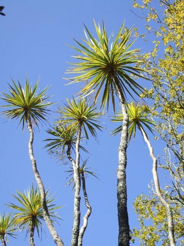 Cordyline australis