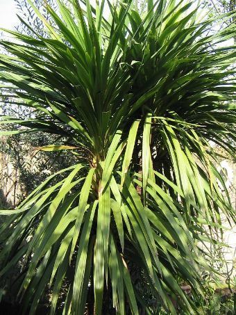Cordyline australis