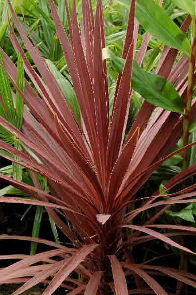 Cordyline australis 'Purpurea'