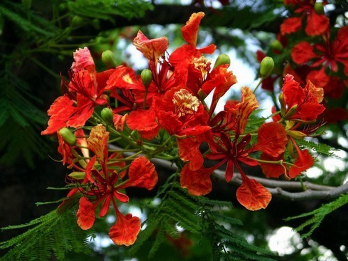 Delonix regia