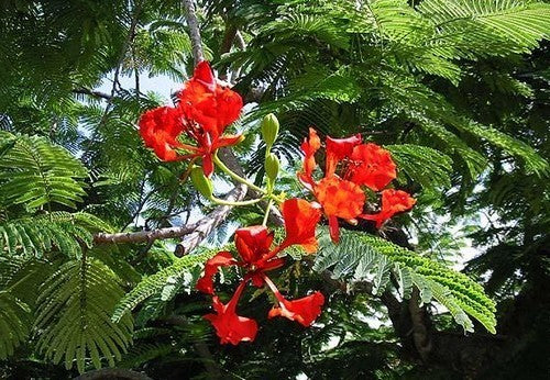 Delonix regia