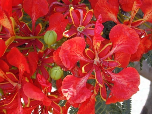 Delonix regia