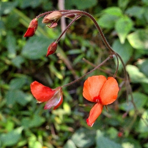 Desmodium repandum