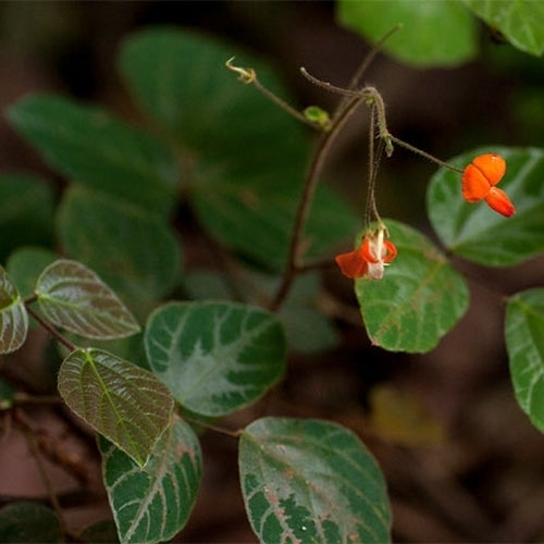 Desmodium repandum