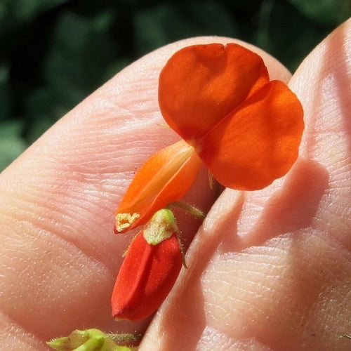 Desmodium repandum