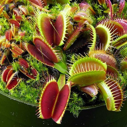 Venus flytrap