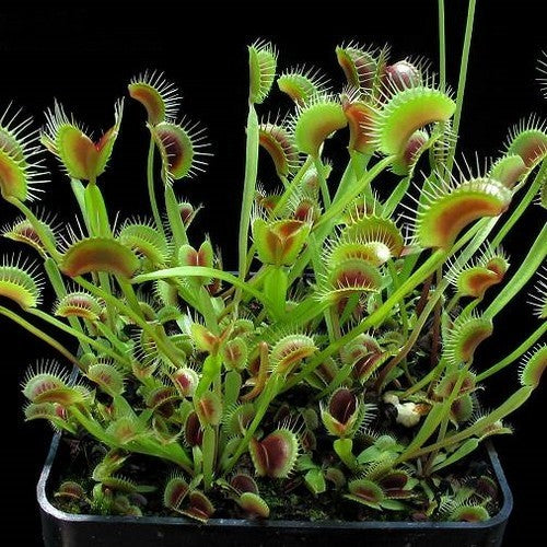 Venus flytrap