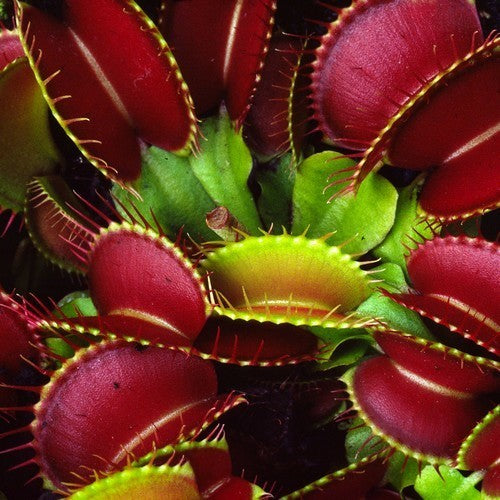 Venus flytrap