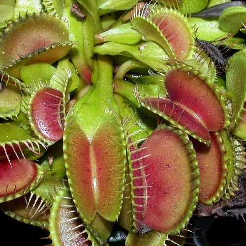 Venus flytrap