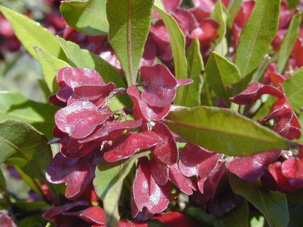 Dodonaea viscosa