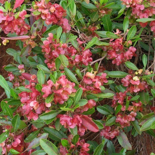 Dodonaea viscosa