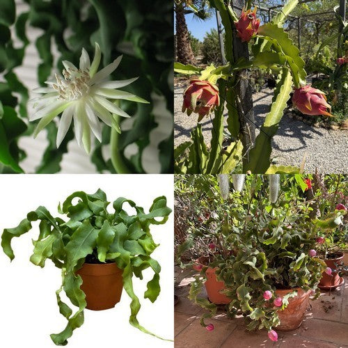 Epiphyllum guatemalense monstruosa